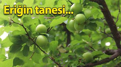 Eriğin fiyatını duyan şaşkına dönüyor!