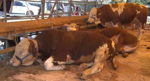 Esenyurt’ta kurbanlıklara yoğun ilgi: Fiyatlar düştü, ilgi sürüyor