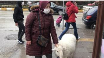 Eşinin Hediyesi Yavru Kuzu İle Hayatı Bir Anda Değişti
