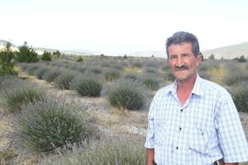 Eski Linyit Sahaları Lavanta Kokacak
