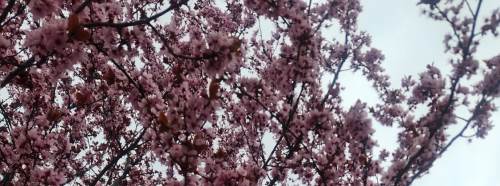 Eskieşhir'i pembeye boyayan süs eriği baharın habercisi oldu!