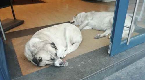 Eskişehir ayazında böyle ısındılar