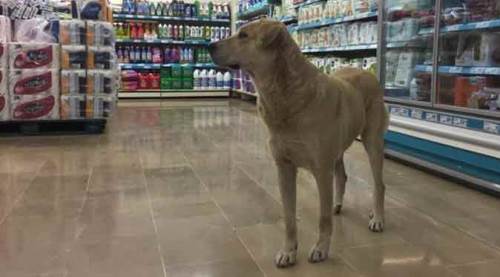  Eskişehir ayazından kaçtı, marketin ilgi odağı oldu