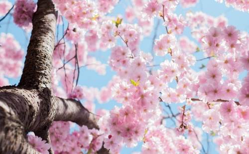 Eskişehir bahar havasına bürünecek, sıcaklar artıyor...