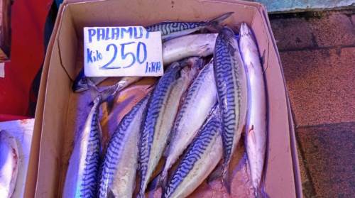 Eskişehir Balıkçılar Pazarı’nda palamutun fiyatı dikkat çekici 