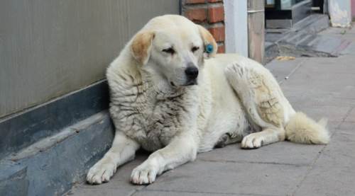 Eskişehir Barosu sokak köpeklerini uyutma kararına karşı 