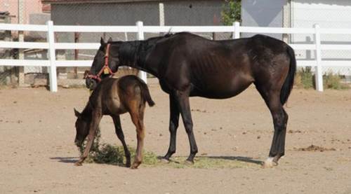 Eskişehir bir zamanlar o alanda gözdeydi ama...