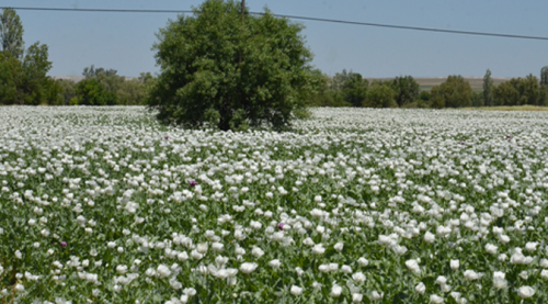 Eskişehir bu güzellikten mahrum kaldı!