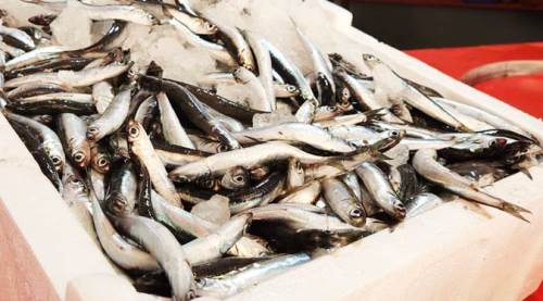 Eskişehir bu sene balığa doyacak! Fiyatlar ise...