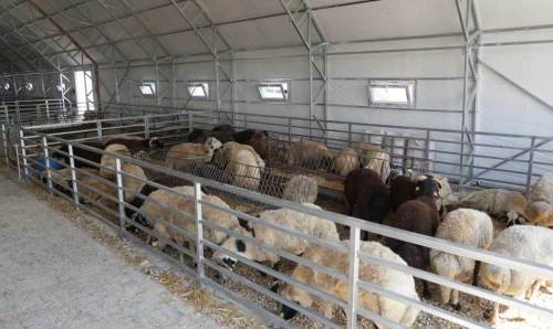 Eskişehir Büyükşehir'den Hayvan Pazarı için duyuru: 1 Haziran'da başlıyor