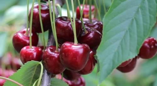 Eskişehir Büyükşehir'den Mihalıççık'a güzel haber