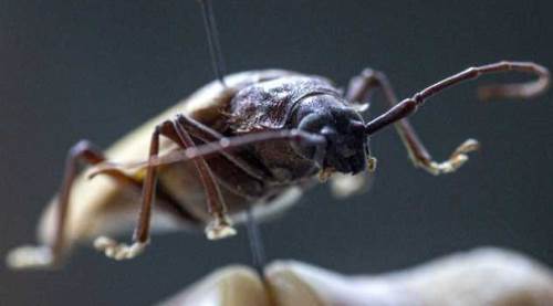 Eskişehir Büyükşehir'den yaz aylarının kabusuna önlem