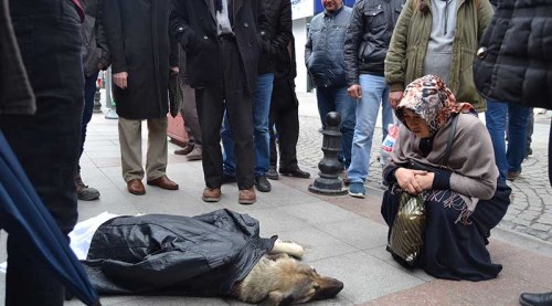 Eskişehir can çekişen köpek için seferber oldu