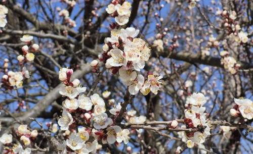 Eskişehir çiçek açan kayısı ağaçlarıyla renklendi