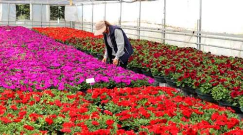  Eskişehir çiçek bahçesine dönüştü 