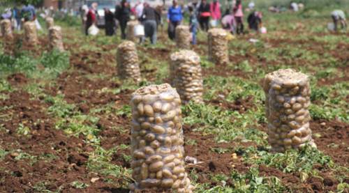Eskişehir dahil 25 ilde patates ekimi yasaklandı!