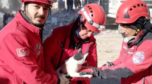 Eskişehir DAK ekibi 4’üncü günde hamile kediyi enkazdan kurtardı