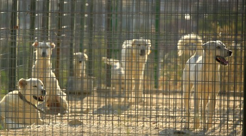 Eskişehir'de 'Akbaş' çiftliği kuruluyor