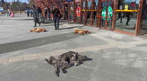 Eskişehir'de 'güneş keyfi' böyle görüntülendi