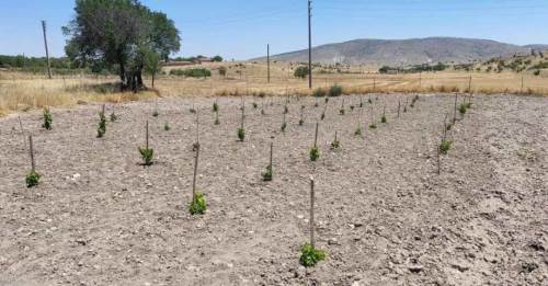 Eskişehir'de 'GÜNY'ÜZÜM Projesi' ile dikilen fidanlar yeşeriyor