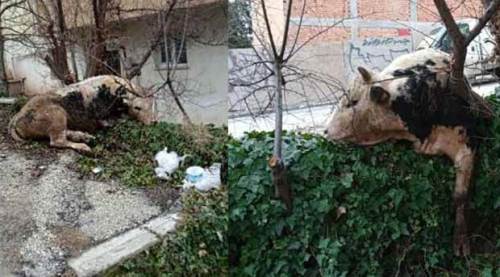 Eskişehir'de "kaçak dana" kovalamacası!