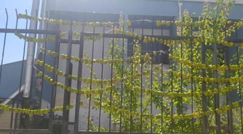 Eskişehir'de "kurutma" sezonu başladı: Neredeyse tüm duvarlarda bu görüntü...