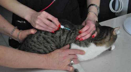 Eskişehir’de ‘ölümcül’ hastalığa karşı aşı çağrısı