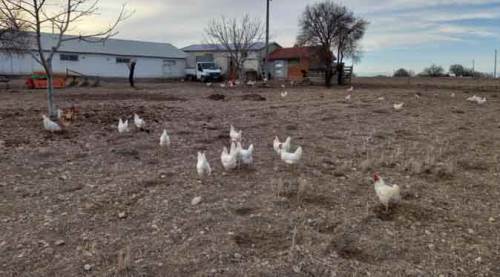 Eskişehir'de "organik" talebi artınca...