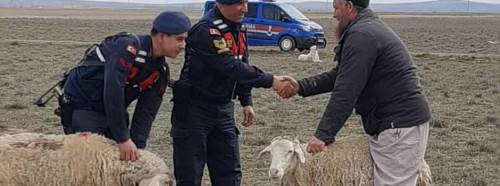 Eskişehir'de "Rus" koyun hırsızı!