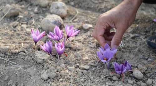 Eskişehir'de "safran" hayatını kurtardı