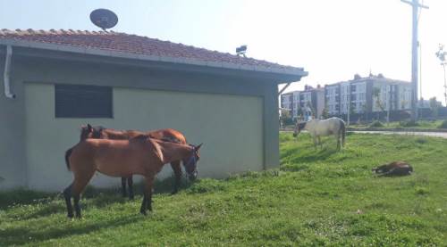 Eskişehir'de "sahipsiz at" istilası!