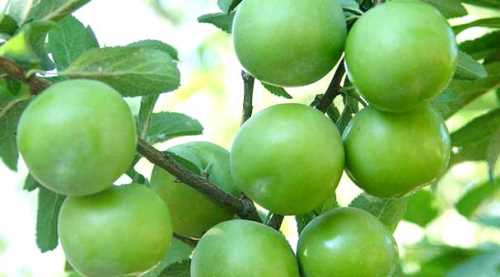 ESKİŞEHİR'DE 10 ADET ERİK 30 LİRA