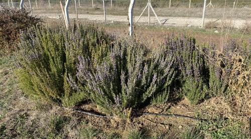 Eskişehir’de 10 yıllık deneyin sonucu şaşırttı: Artık üretimi başladı!