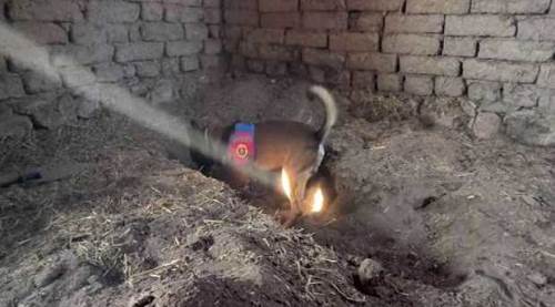 Eskişehir'de 14 yıllık kardeş cinayeti böyle çözüldü: Tüyler ürperten keşif