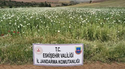 Eskişehir'de 22 bin 580 kök haşhaş bitkisi imha edildi