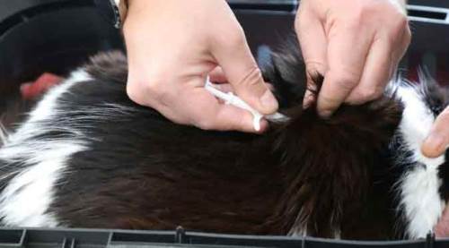 Eskişehir'de 25 binden fazla çip...