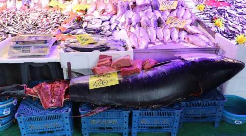 Eskişehir’de 280 kiloluk dev orkinos tezgaha çıktı!