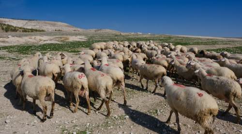 Eskişehir'de 30 yıllık mera krizi: Hayvancılık bitme noktasına geldi!