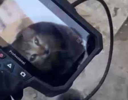 Eskişehir'de 5 metre derinlikteki minik kedi için seferber oldular