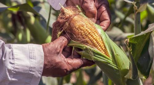 Eskişehir'de 6 ilçede mısır ekimi yasaklandı!
