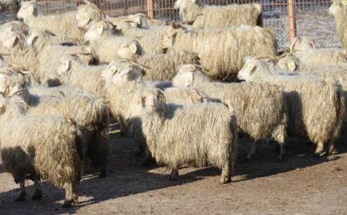 Eskişehir'de 600'e yakın doğum bekleniyor!