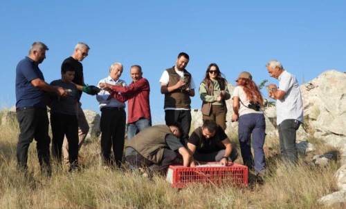 Eskişehir'de 600 tanesi doğaya bırakıldı!