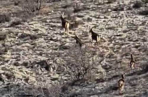 Eskişehir’de 8 geyik kameralara takıldı