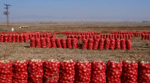 Eskişehir’de 800 ton soğan satılamadı: Üretici iflasın eşiğinde!