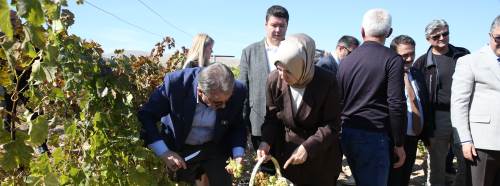 Eskişehir'de 800 yıllık gelenek: Bağlarda hasat zamanı başladı