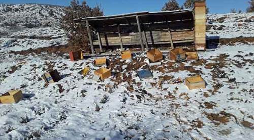 Eskişehir'de aç kalan ayılar bakın ne yaptı!