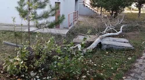 Eskişehir'de ağaç katliamı: 8 ağaç birden...