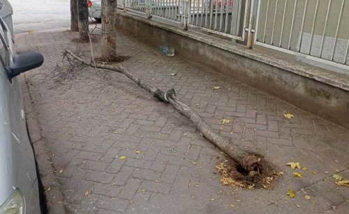 Eskişehir'de ağaç kökünden sökülüp devrildi!