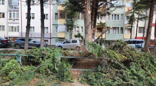 Eskişehir’de ağaçlar bahara hazırlanıyor