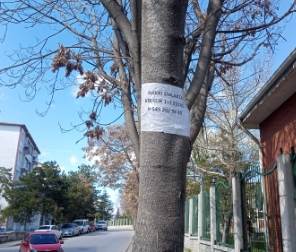 Eskişehir'de ağaçlara asılan ilanlar tepkiye neden oluyor